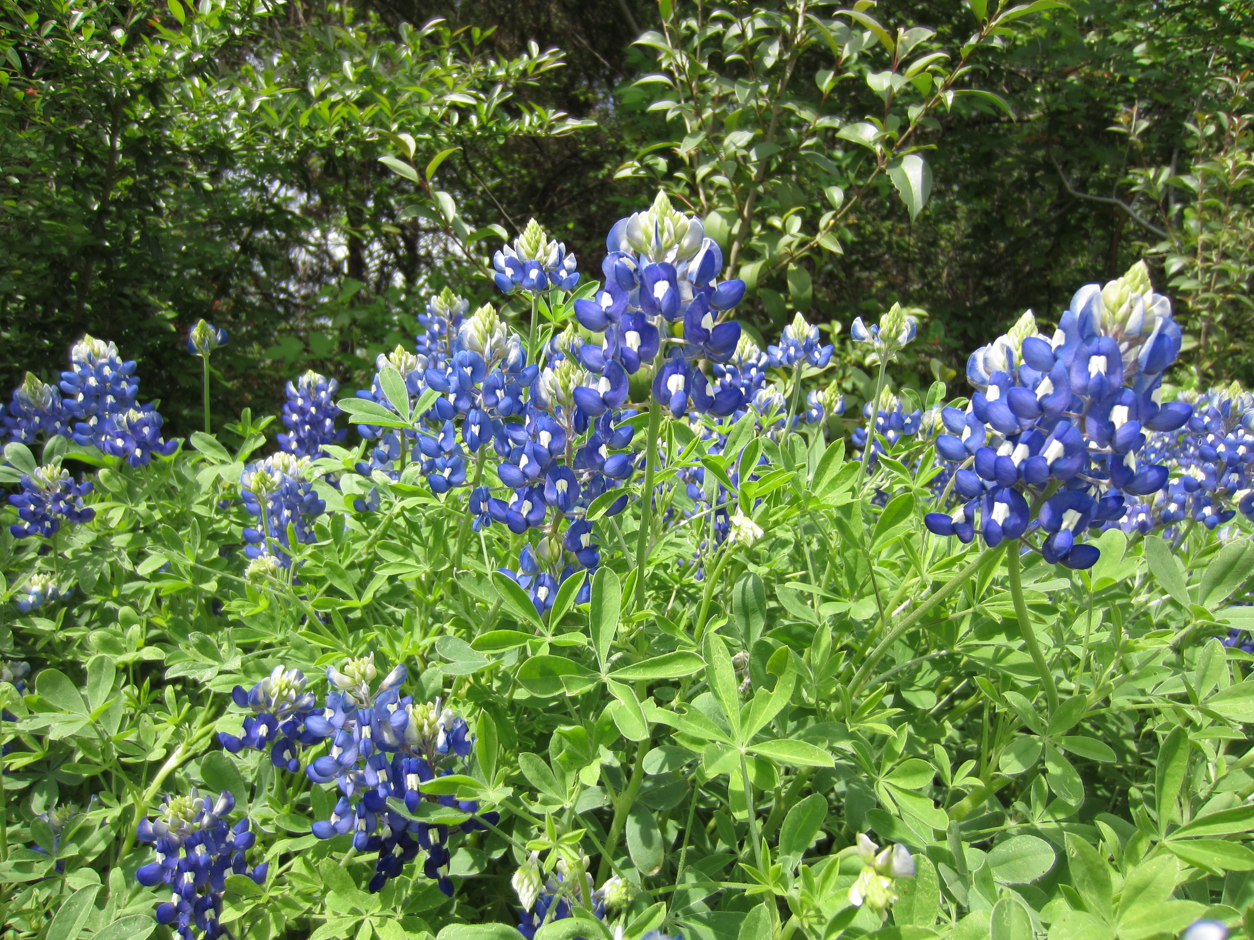 12 bluebonnets 002